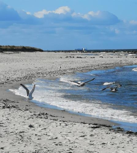 un grupo de aves volando sobre el agua en una playa en Black Pearl, en Schönberger Strand