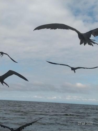a group of birds flying over the ocean at Cabañas El Olimpo in Necoclí