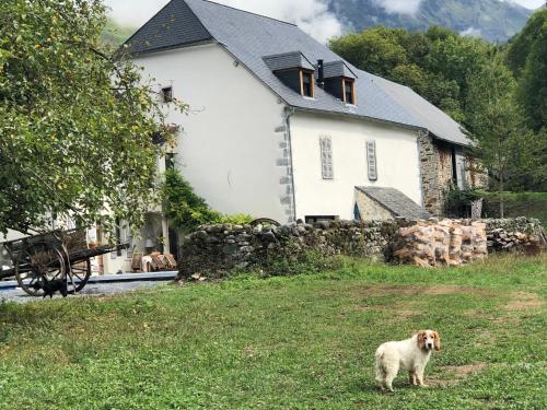 a dog standing in the grass in front of a house at L 'Air d'Aspe in Accous