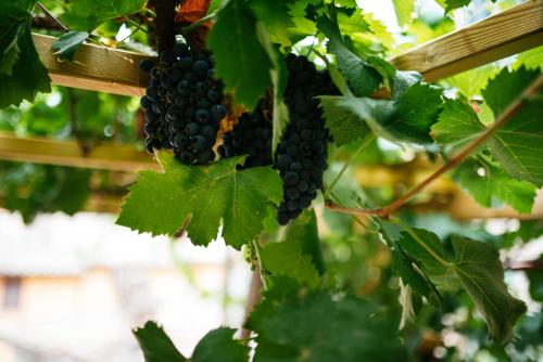 a bunch of black grapes hanging from a vine at La Casa dei Pellari in Perugia