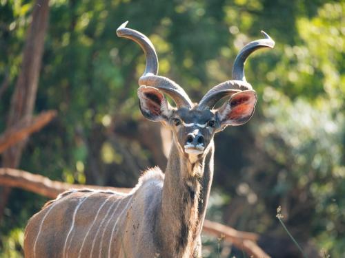 a gazelle with long horns is looking at the camera at Lindani Game and Lodges in Vaalwater