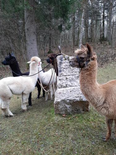 a group of llamas standing next to a stone wall at Ferienwohnung Manuela in Adnet