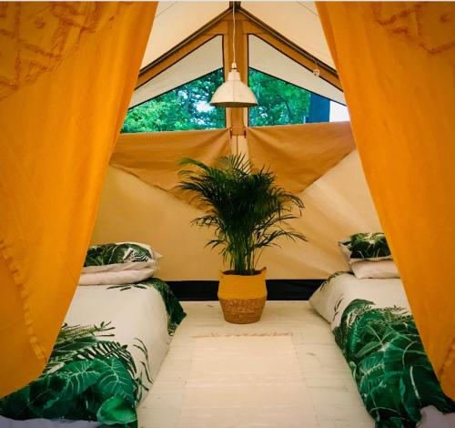 a tent with two beds with a plant in it at The Jungle Tent in Carbis Bay