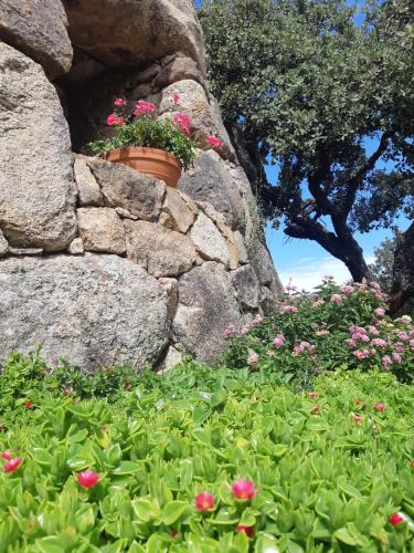 a flower pot on a rock wall with flowers at Il Nuraghe del lago Coghinas in Oschiri