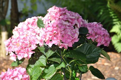 a bunch of pink flowers on a plant at Frühstückspension Porranzl in Hofamt Priel