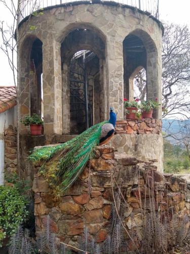 a peacock sitting on top of a stone building at El Pueblito Hotel Boutique in Samaipata