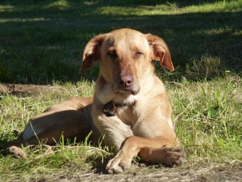 a brown dog laying in the grass in the grass at AUBERGE LE GABACHOU in Montpezat-de-Quercy