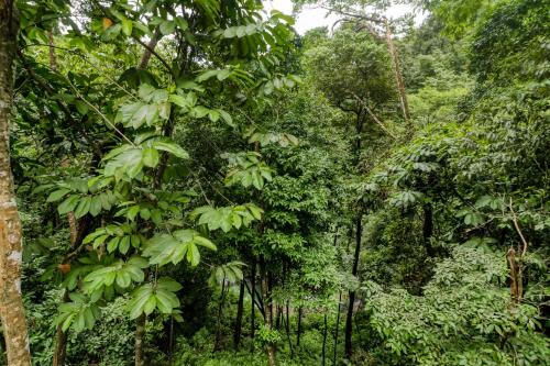 a forest of trees with green leaves at Lost Pools Bungalow in Uvita