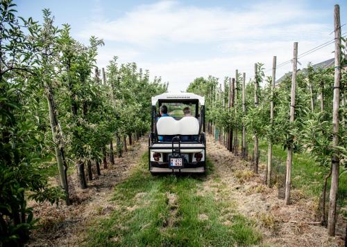 a golf cart driving through a row of trees at B&B De Fruithoeve in Hoeselt