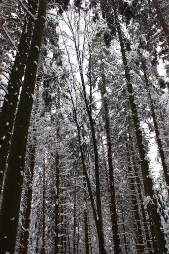 a group of trees with snow on them at Gasthaus Zur Waldesruh in Waffenbrunn