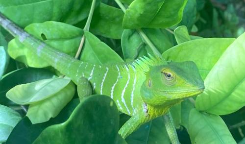 ゲストハウスの敷地内または近くにいる動物
