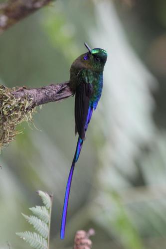 a hummingbird perched on a tree branch at Biohostal Mindo Cloud Forest in Mindo