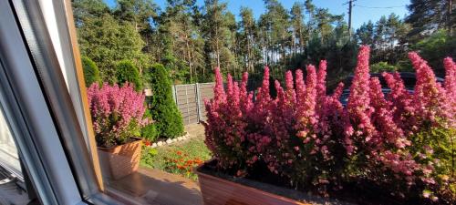 um ramo de flores cor-de-rosa num jardim em Dom Na Skarpie - Ucieczka Na Wieś - Kominek em Drążek