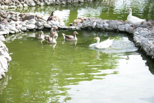 a group of ducks swimming in the water at Hotel Hacienda Vista Hermosa in Tequesquitengo