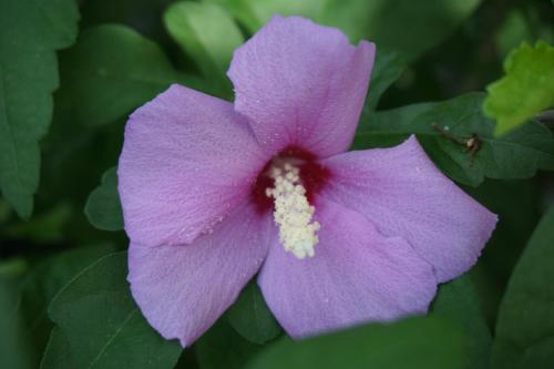 a close up of a purple flower with a bug on it at Hotel Beau Rivage in Alassio
