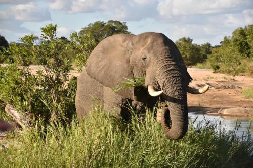 an elephant standing in the grass near a body of water at Inyati Game Lodge in Sabi Sand Game Reserve