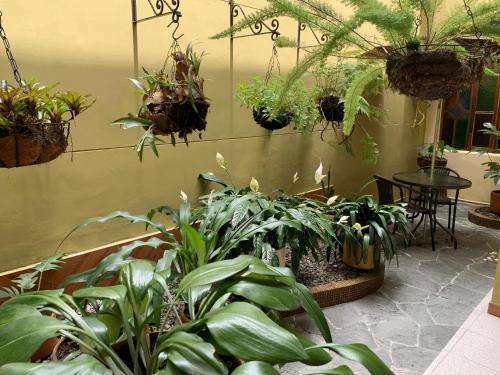 a room with a bunch of potted plants on a wall at Casa Grande in Medellín