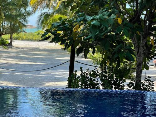 a swimming pool with a tree next to a beach at Casa Pirata in Holbox Island