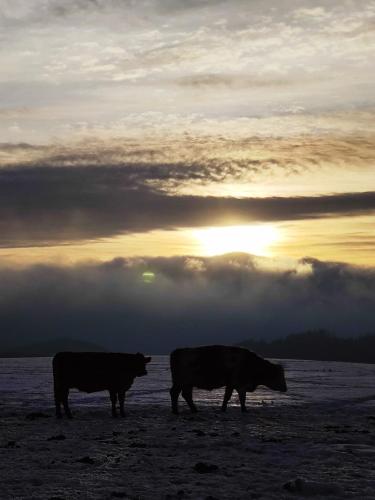 two cows walking on a beach at sunset at Chalet Horní Orlice in Červená Voda