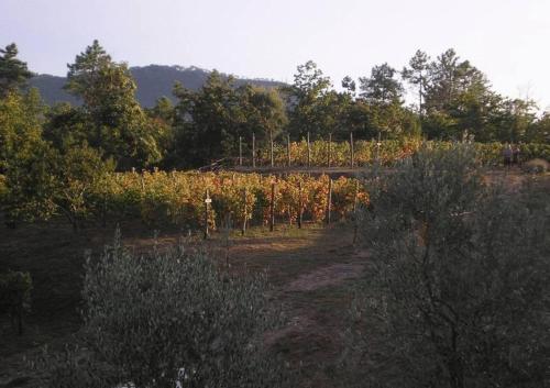 a vineyard in a field with trees and a bridge at Sostio a Levante in Framura