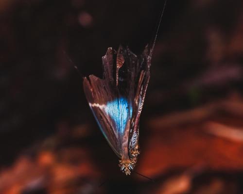 a butterfly with blue wings sitting on a branch at Hostal Casa Blanca in El Coca