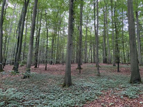 a forest of trees with leaves on the ground at K 357 - Low budget Hotel in Ratekau bei Lübeck in Ratekau