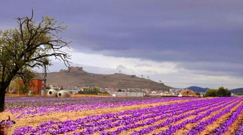 a field of purple flowers with a castle in the background at Posada de los Cónsules in Consuegra