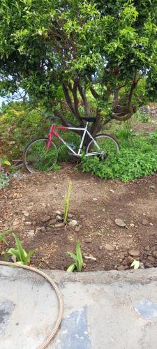 a pink bike laying on the ground under a tree at Casa Nieves de Mario in Santa Cruz de la Palma