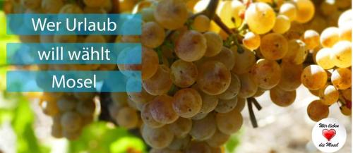 a bunch of grapes hanging from a tree at Haus Marientaler Au GbR in Zell an der Mosel