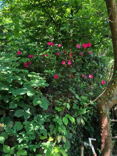 a bush of pink roses growing next to a tree at Старый дом! in Chakvi