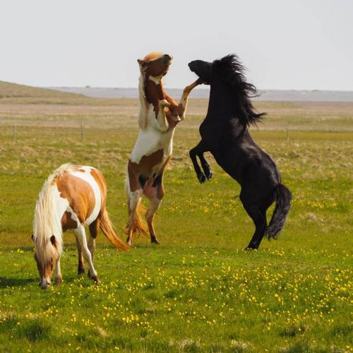 two horses playing with a horse in a field at Vagnsstadir Guesthouse in Borgarhöfn