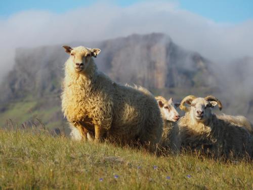 a group of sheep standing in a grassy field at Vagnsstadir Guesthouse in Borgarhöfn
