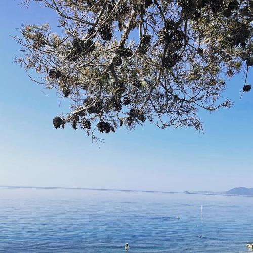 a tree hanging over a body of water at Villino Saraceno Rostain in Borgio Verezzi