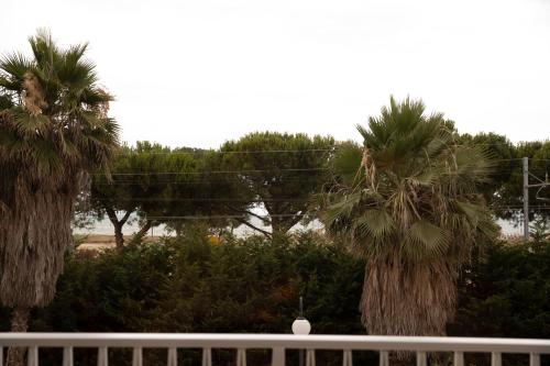 two palm trees in a yard with a fence at Marigold Residence in Roseto degli Abruzzi