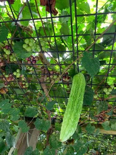 a bunch of green grapes and a cucumber on a plant at Va beach zen studio C in Virginia Beach