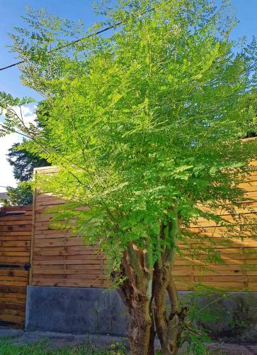 Un jardín fuera de Gîte TI KAZ MORINGA, Charmante case créole à St Louis