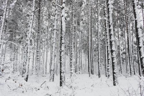 a forest of trees with snow on them at Jarzębinowa - Dom do wynajęcia na Podlasiu in Łuka