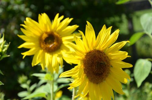 a group of yellow flowers with a bee on them at Pension zum Schreiner in Hermagor