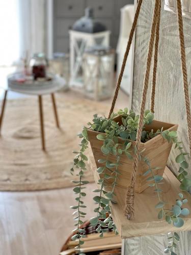 a plant in a hanging basket in a living room at Szőlőhegy Vendégház Sümeg in Sümeg
