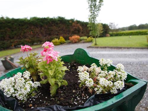 un pot vert rempli de fleurs dans un jardin dans l'établissement Dun Cromain B&B, à Banagher