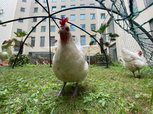 two chickens standing in the grass near a net at Lindner Hotel Berlin Ku'damm, part of JdV by Hyatt in Berlin