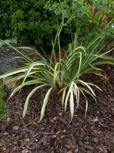 a palm plant in a garden at Gite du jardin du Bout du Ciel in Céron