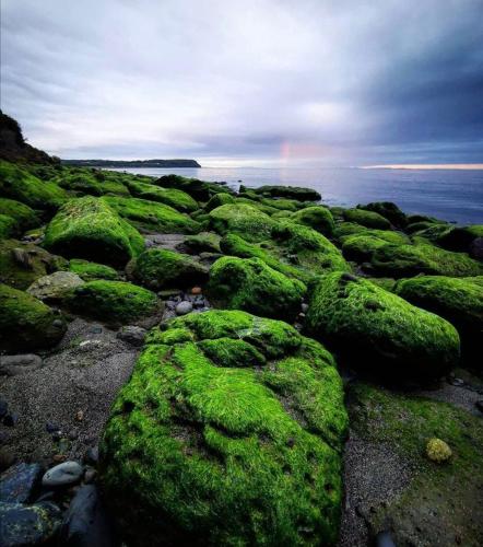 a group of green moss covered rocks with a rainbow in the background at El Reflejo Lodge Spa - Queilen - Chiloé in Queilén