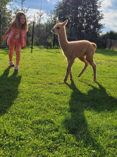 Animaux dans le chalet ou à proximité