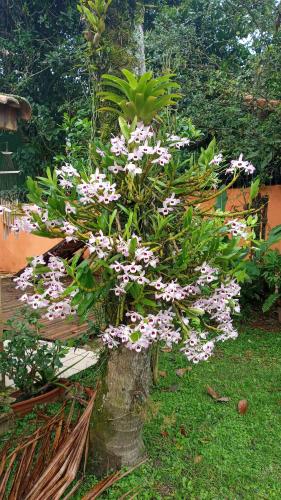 Viver Ubatuba – Photos 3