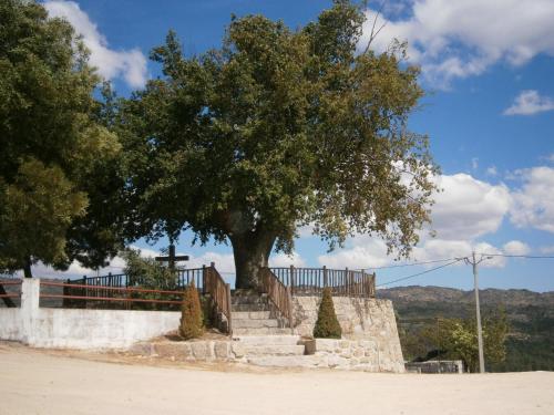 a tree on a stone staircase with a tree at Pinheirinhos - Quinta de São Caetano in Carapito