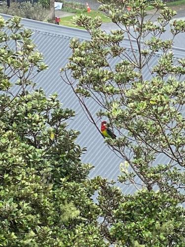 a bird sitting in the top of a tree at Bellrock Lodge in Russell
