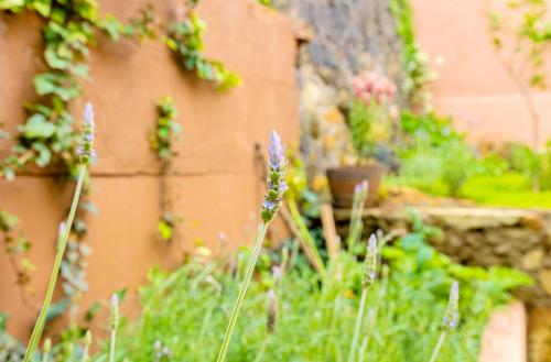 a garden with purple flowers and a wall at Casa Lavanda Hotel Boutique in Pátzcuaro