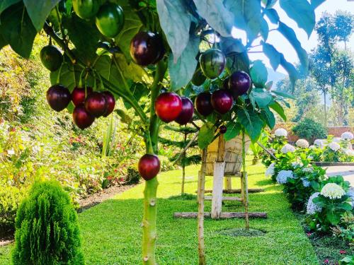 a garden with a tree with red apples on it at Virunga Inn Resort & Spa in Kinigi
