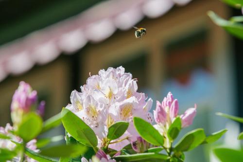 a bee is flying over a pink flower at Hotel Landhaus Höpen in Schneverdingen